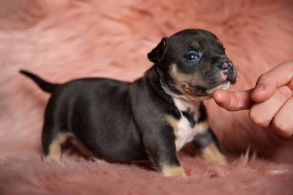 Pitbull Puppies for Sale Near Me